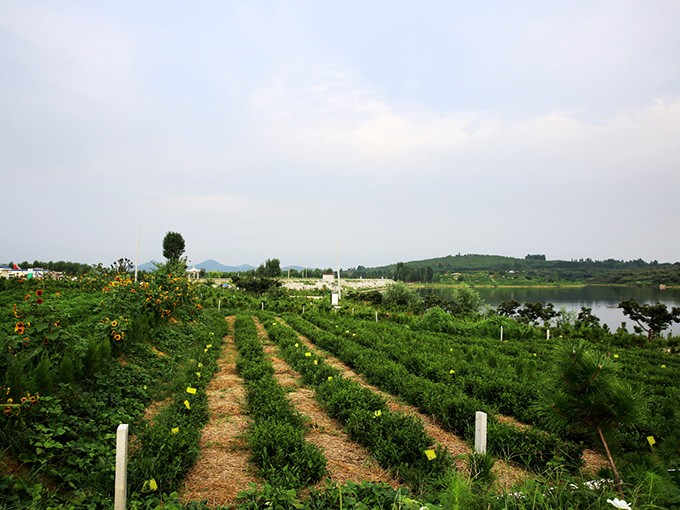 茶場風(fēng)光